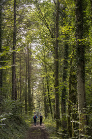 France, Côte-d'Or (21), Touillon, randonnée le long du ru (ruisseau) de Fontenay amenant à l'abbaye de Fontenay