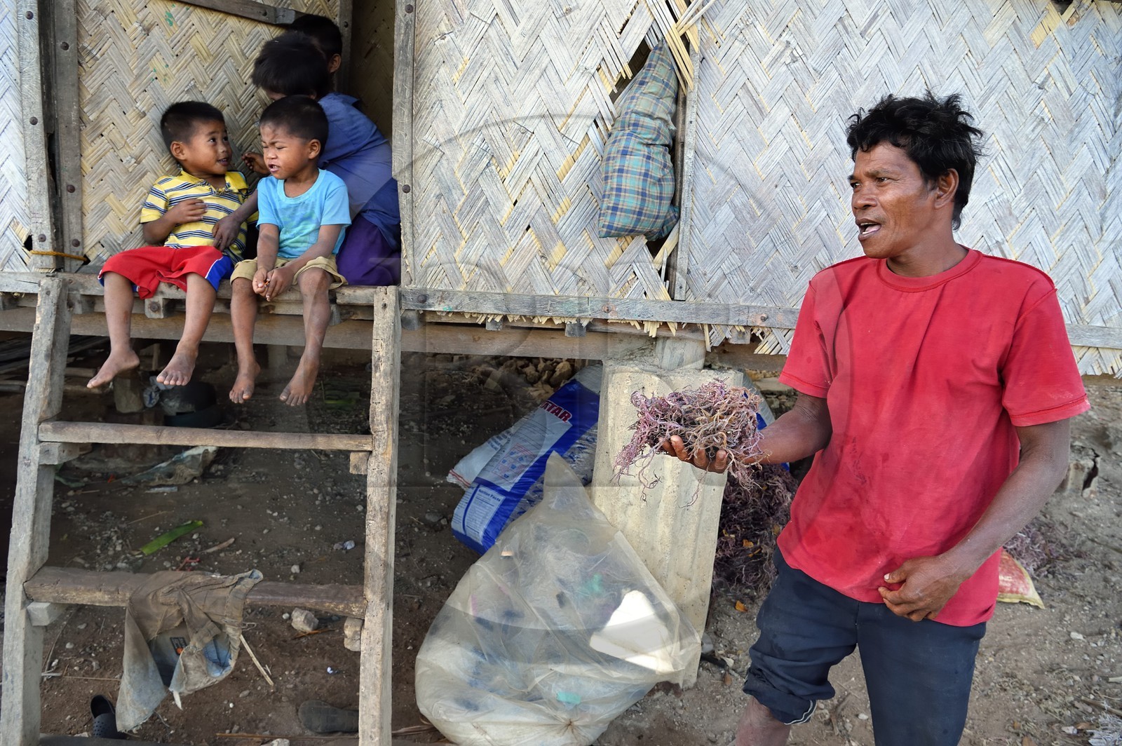 Philippines, Calamian Islands dans le nord de Palawan, Uson Island dans la baie de Coron, village de Barangay Lajala, famille de Lando Magahon, pêcheur Tagbanua d'algues
