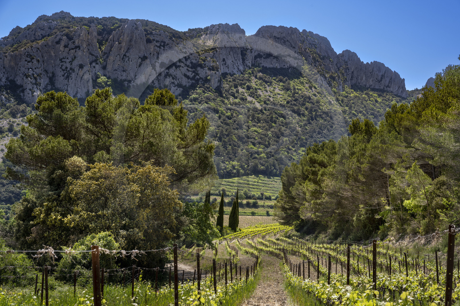 France, Vaucluse (84), Dentelles de Montmirail, Gigondas, la montagne des Dentelles Sarrasines et des vignobles en restanques