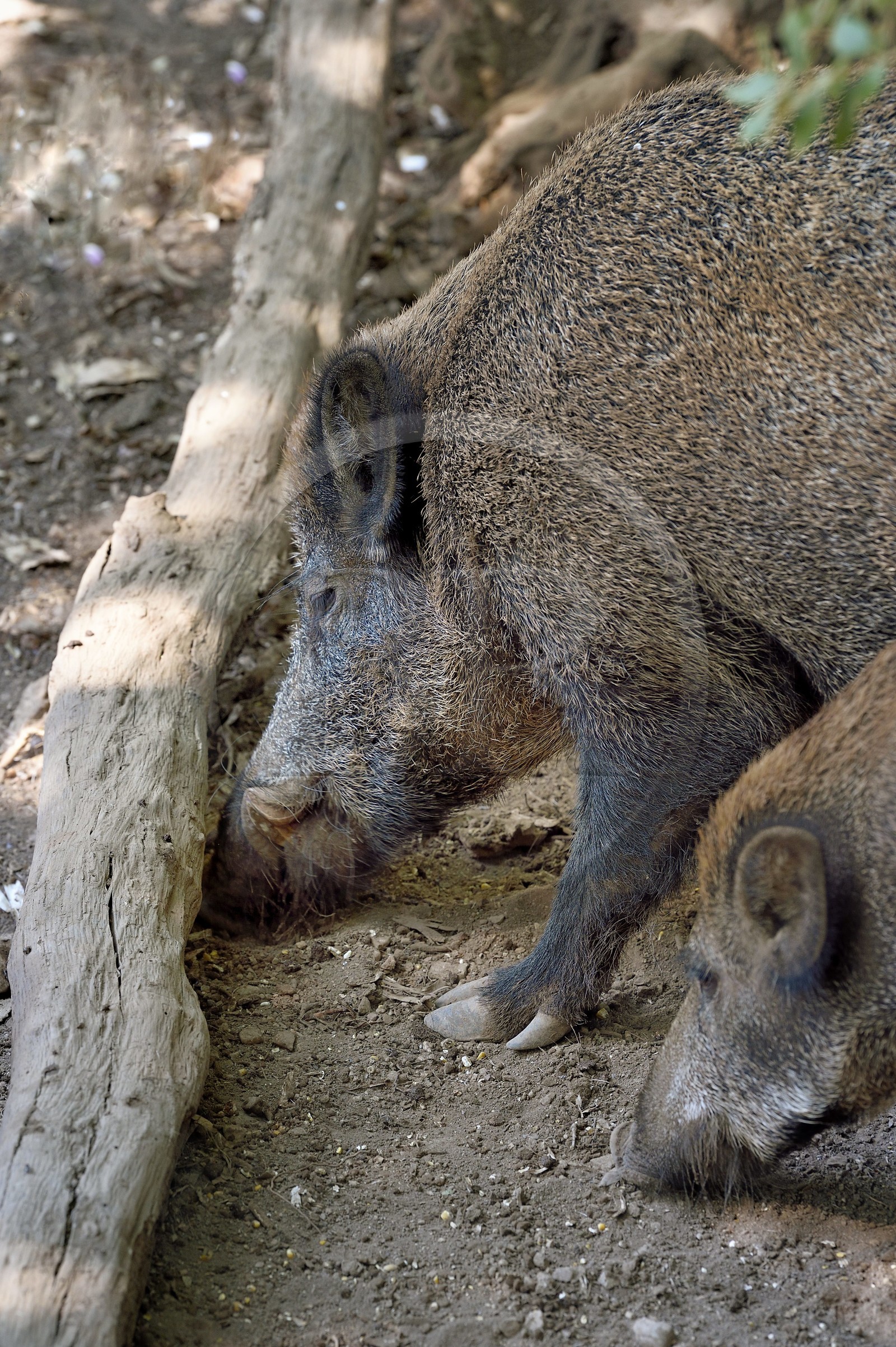 France, Var (83), Flassans-sur-Issole, sanglier (Sus scrofa) dans le parc aventure de Aoubré