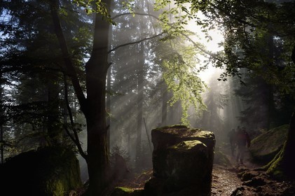 France, Bas Rhin, Mont Saint Odile, hike along the Pagan Wall, vestige of a wall probably from the Merovingian period with a total length of eleven kilometers, sunrise in the early morning mist