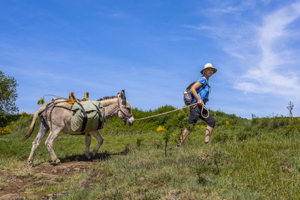 France, Haute-Loire (43), , hiking with a donkey on the Robert Louis Stevenson Trail (GR 70) between Goudet and Ussel