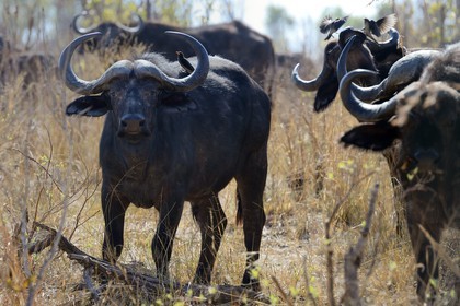 Zimbabwe, province de Matabeleland septentrional, parc national Hwange, buffles d'Afrique (Syncerus caffer) et Piquebœuf à bec jaune (Buphagus africanus)