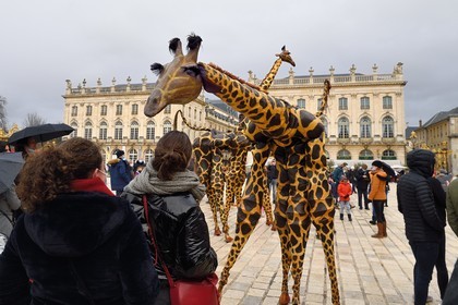 France, Meurthe-et-Moselle, Nancy, place Stanislas (former Place Royale) during the feast of Saint-Nicolas, listed as World Heritage by UNESCO, giraffes from the Teatro Pavana company