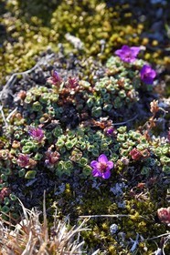 Groenland, cote Nord-Ouest, Smith sound au nord de la baie de Baffin, Inglefield Land, site de Etah dans le Foulke fjord, dans la toundra pendant la courte période annuelle de floraison les plantes sont très colorées pour attirer les insectes pollinisateurs, Saxifrage à feuilles opposées (Saxifraga oppositifolia)