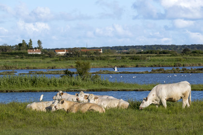 France, Vendée (85), Talmont-Saint-Hilaire, aigrette garzette et troupeau de vaches en bordure des anciens marais salants de la Guittière