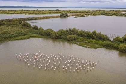 France, Gard (30), Vauvert, la Petite Camargue, réserve naturelle régionale du Scamandre, groupe de flamants roses (Phoenicopterus roseus)(vue aérienne)