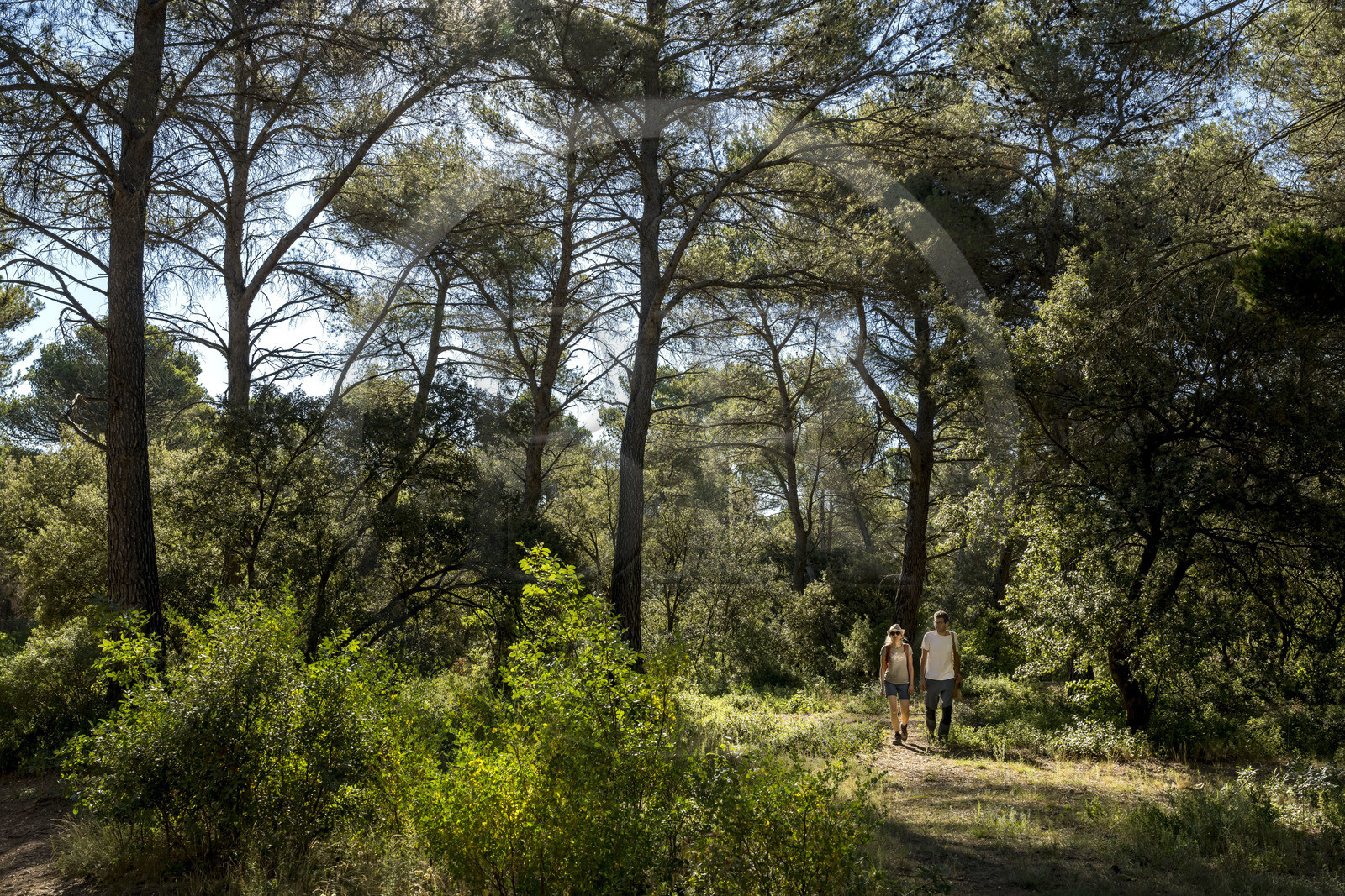 France, Bouches-du-Rhône (13), Aix en Provence, randonneurs sur le plateau de Bibemus