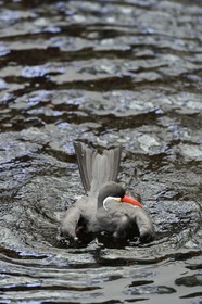 Portugal, Lisbonne, Parque das Nações (Parc des nations) construit pour l'exposition universelle de 1998, Oceanário (Oceanarium), Sterne inca (Larosterna inca)