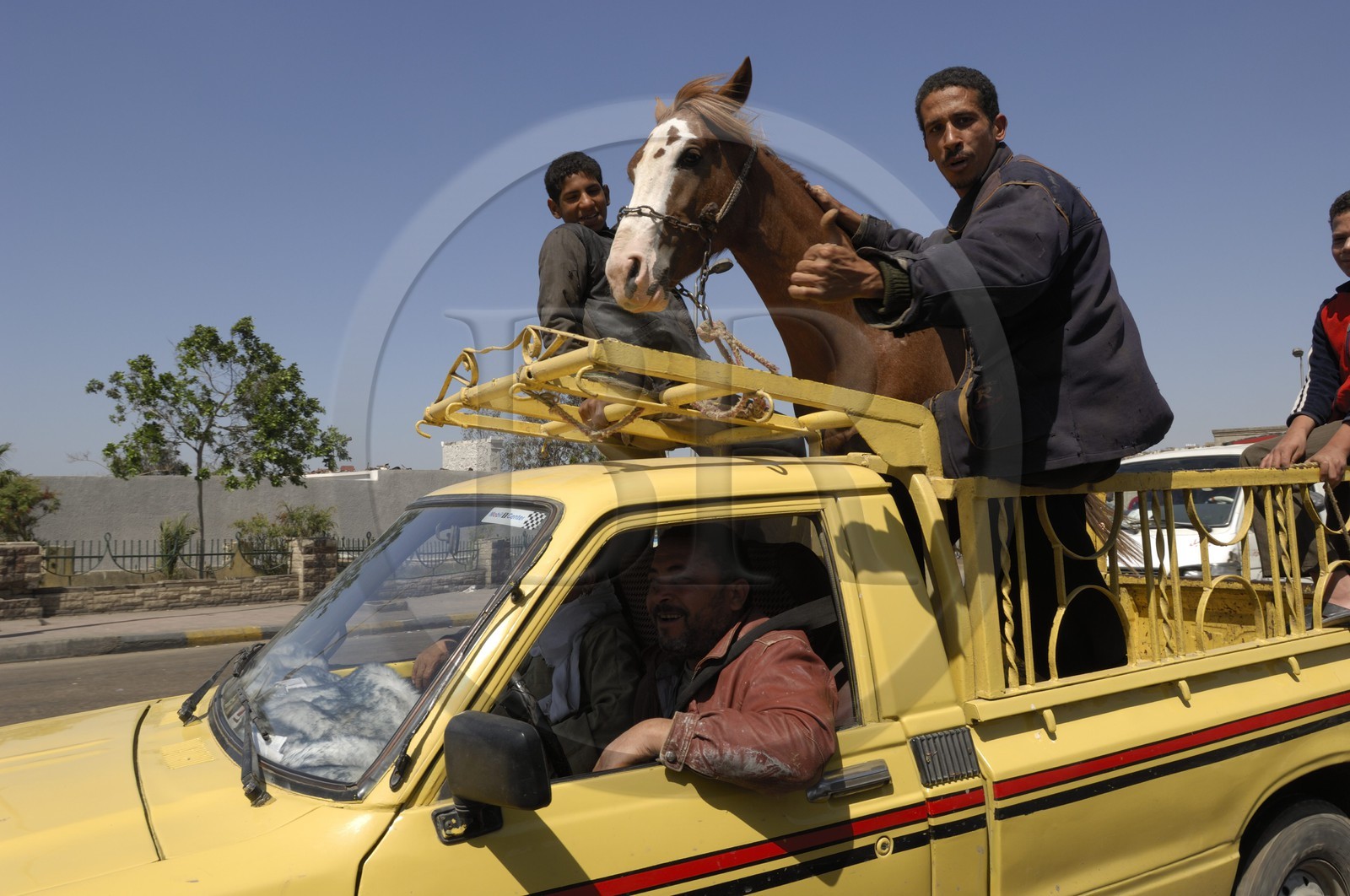 Egypte, Le Caire, pick-up transportant un cheval
