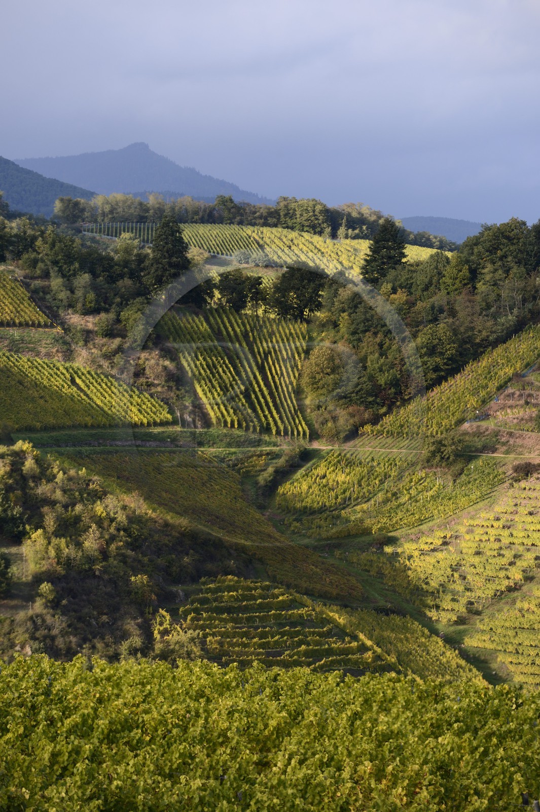France, Haut-Rhin (68), Route des Vins d'Alsace, le vignoble de Niedermorschwihr