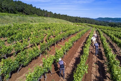 France, Var, Presqu'ile de Saint-Tropez, Gassin, domaine de la Rouillère, Jean-Louis and Christine Calla plow a vineyard plot with their horse