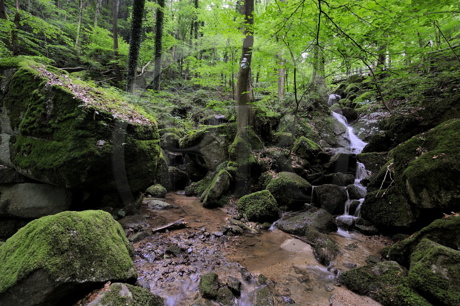 Allemagne, Forêt Noire, Schwartzwald, Bade-Würtemberg, Sasbachwalden, succession de petites cascades dans un sous-bois menant au sommet du Bischenberg