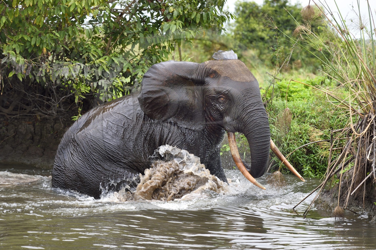 Gabon, province de Ogooué- Maritime, Parc National du Loango, site de Akaka dans la lagune du Fernan Vaz, éléphant de forêt d'Afrique (Loxodonta cyclotis) qui traverse une rivière