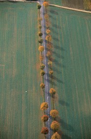 France, Côte-d'Or (21), route rectiligne bordée d'arbre au milieu des champs (vue aérienne)