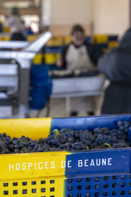 France, Côte-d'Or (21), les climats de Bourgogne classés Patrimoine Mondial de l'UNESCO, Beaune, Cuverie des Hospices de Beaune, grappes de raisins dans des caisses percées de 35 kg, un format idéal conçu pour ne pas abimer la vendange