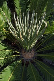 France, Alpes-Maritimes (06), Menton, le domaine de la Citronneraie créé par François Mazet et son jardin d'agrément dédié aux plantes tropicales, Cycas du Japon (Cycas revoluta)
