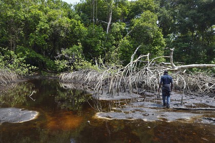 Gabon, Ogooue-Maritime Province, Loango National Park, mangrove swamp from the mouth of the Iguela lagoon