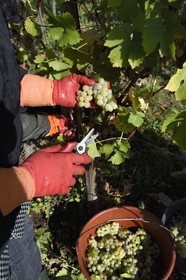 France, Haut Rhin, the Alsace Wine Route, Bergheim, grape harvest on a plot of the Wine estate Marcel Deiss