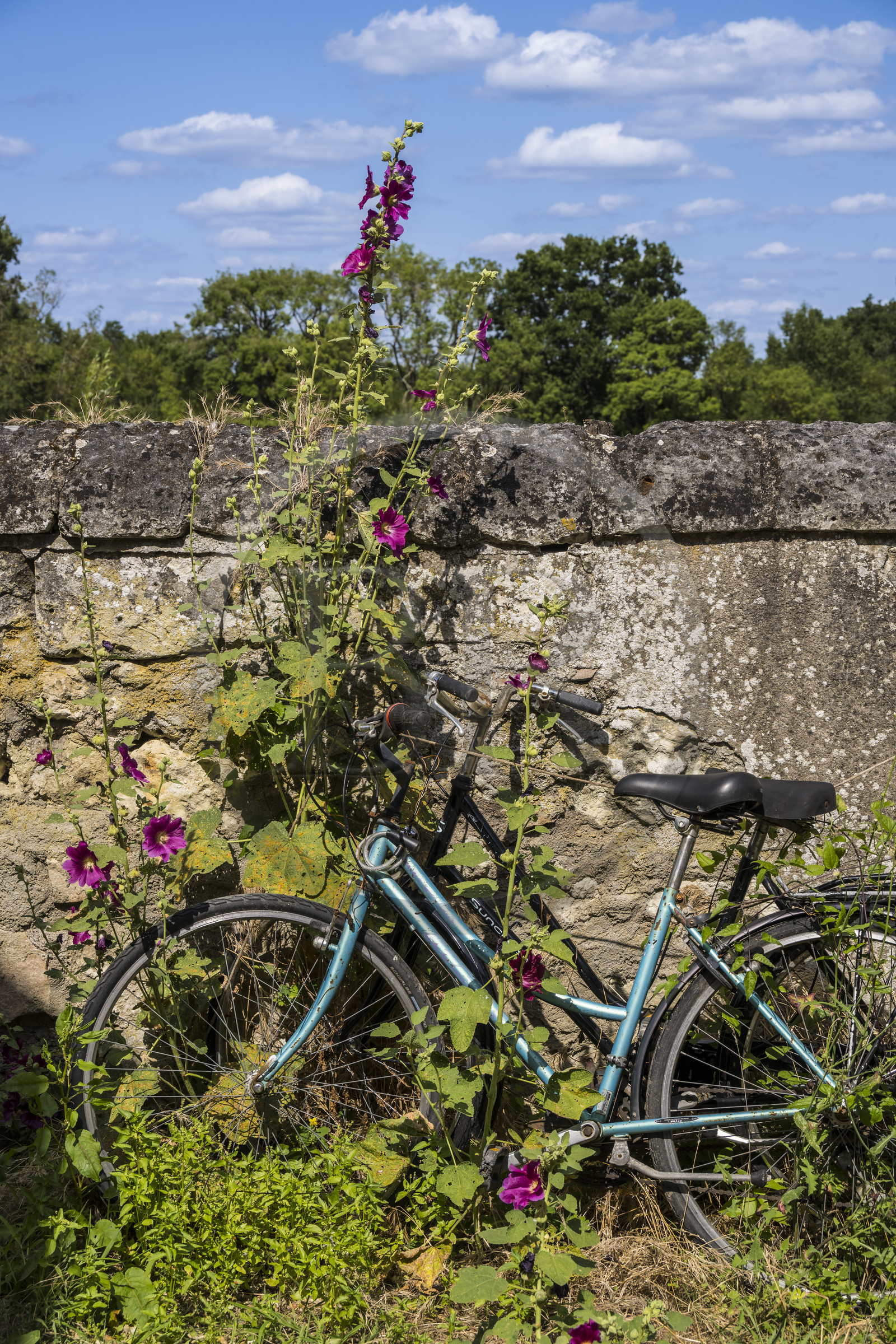 France, Maine-et-Loire (49), vallée de la Loire classée au Patrimoine Mondial par l'UNESCO, Gennes-Val-de-Loire, librairie-café L'Idiot de l'association Gabare And Co dans l'ancienne école des Filles de Chênehutte, bicyclette adossée à un mur