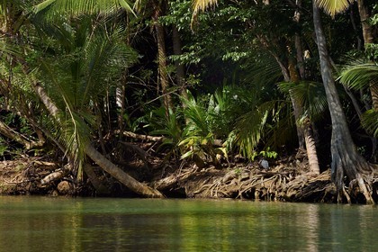 Caraïbes, Ile de la Dominique, Portsmouth, les rives de l'Indian River