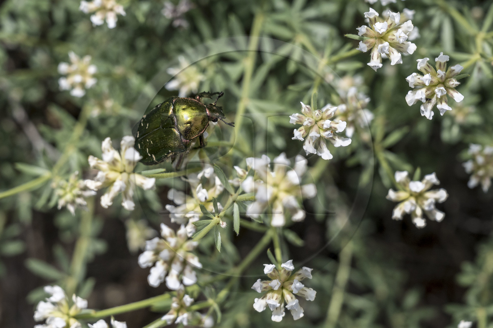 France, Vaucluse (84), Dentelles de Montmirail, Crestet, cétoine dorée (Cetonia aurata) aussi appelé hanneton des roses