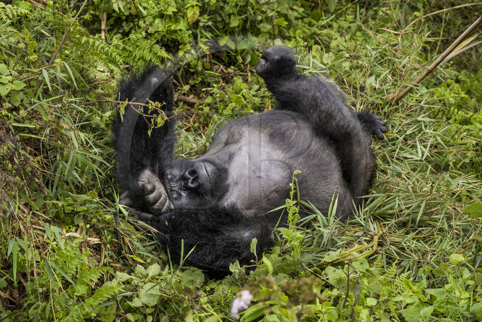 Rwanda, North Province, Volcanoes National Park in the chain of the Virunga Mountains, Mount Karisimbi, mountain gorilla (Gorilla beringei beringei) of the Susa group, male called silverback