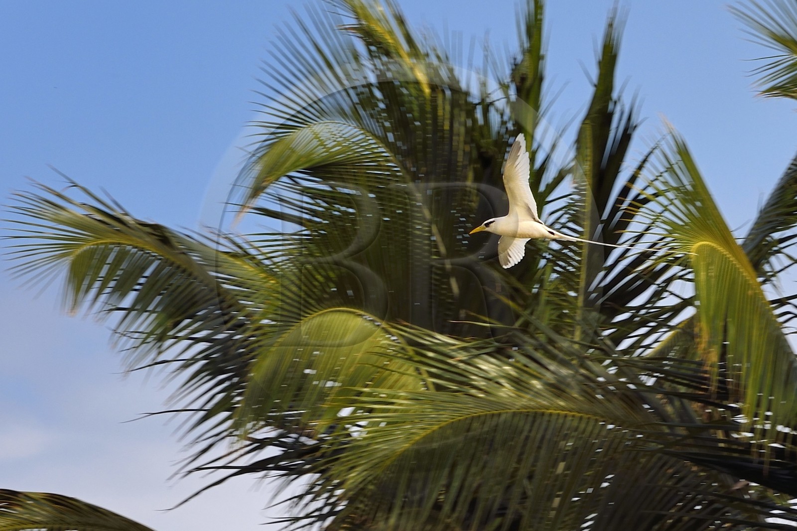 France, Ile de la Reunion, côte sud, Petite-Ile, Paille en queue ou Phaéton à bec jaune (Phaethon lepturus) est un des emblèmes des Mascareignes