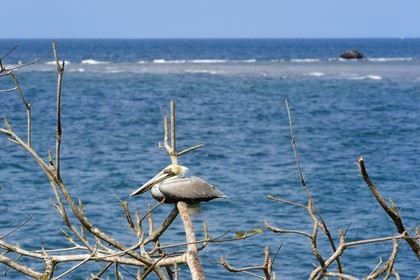 Panama, Colon Province, Portobelo, pelican