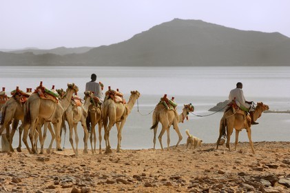 Egypt, Upper Egypt, Lake Nasser, Nubia desert, Wadi es-Sebua site or Valley of the Lions, camel caravan