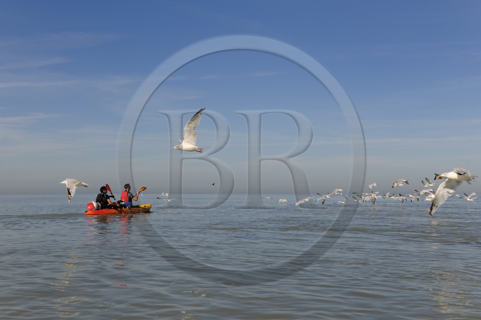 France, Manche (50), traversée de la Baie du Mont-Saint-Michel en kayak (www.seakayak-fr.com) et vol de mouettes