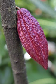 Sri Lanka, Central Province, Matale District, Kawudupelella, Ranweli Spice Garden, cocoa pod, the fruit of the cacao tree