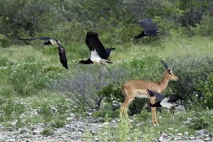 Namibie, région de Oshikoto, Parc National d'Etosha, impalas à face noire mâle (Aepyceros melampus petersi) et Cigogne d'Abdim ou Cigogne à ventre blanc (Ciconia abdimii)