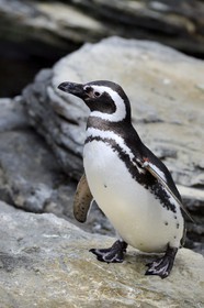 Portugal, Lisbonne, Parque das Nações (Parc des nations) construit pour l'exposition universelle de 1998, Oceanário (Oceanarium),  Manchot de Magellan (Spheniscus magellanicus)