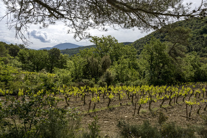 France, Vaucluse, Dentelles de Montmirail mountains, Crestet, hiking on the GR4 between vineyards and scrubland, Mont Ventoux in the background (aerial view)