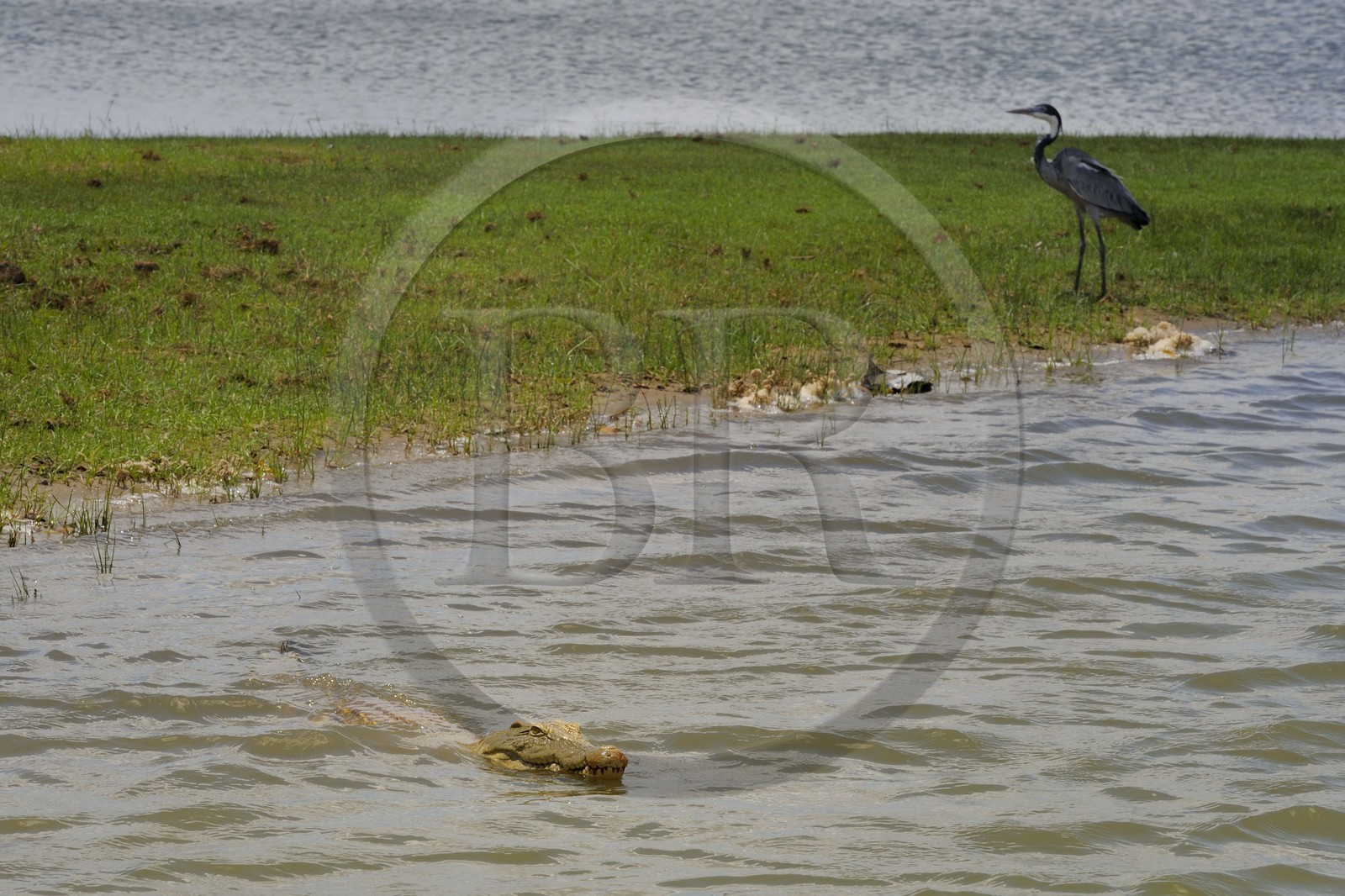 Tanzania, Selous Game Reserve is one of the largest fauna reserves of the world and designated a UNESCO World Heritage Site in 1982, Nile crocodile (Crocodylus niloticus) on the lake Nzerakera from the Rufiji river