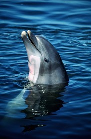 United States, Florida, dolphin