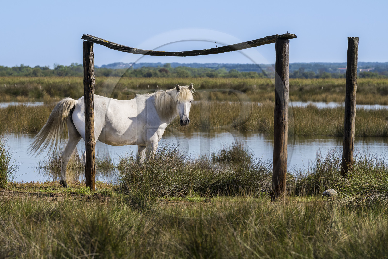 France, Gard (30), Aigues-Mortes, Saint-Laurent-d'Aigouze, cheval camarguais dans la Petite Camargue
