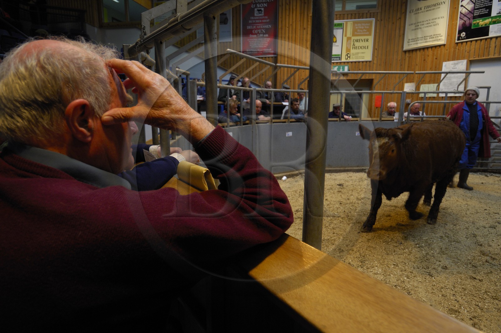 Royaume-Uni, Ecosse, Iles Orcades, Ile de Mainland, vente aux enchère du bétail