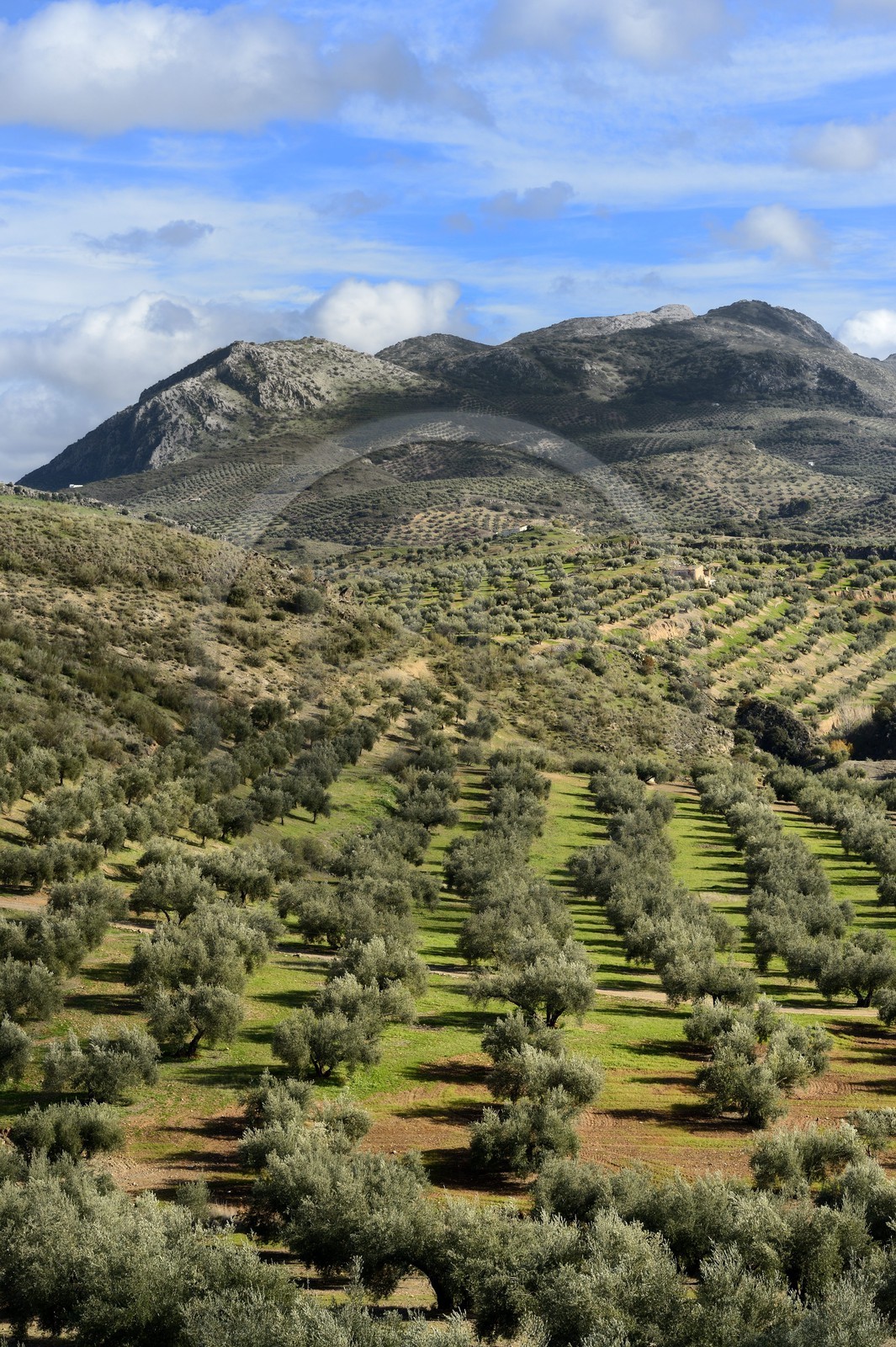 Espagne, Andalousie, province de Jaén, champs d'oliviers au sud de Martos et la Sierra Magina en arrière plan Espagne, Andalousie, province de Jaén, champs d'oliviers au sud de Martos et la Sierra Magina en arrière plan