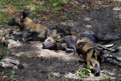 Tanzanie, Reserve de gibier de Selous une des plus grandes zones protégées au monde et inscrite sur la liste du patrimoine mondial de l’Unesco depuis 1982, le lycaon (Lycaon pictus) ou cynhyène est un mammifère carnivore de la famille des canidés, Il est aussi appelé «  loup peint » ou « chien sauvage africain »