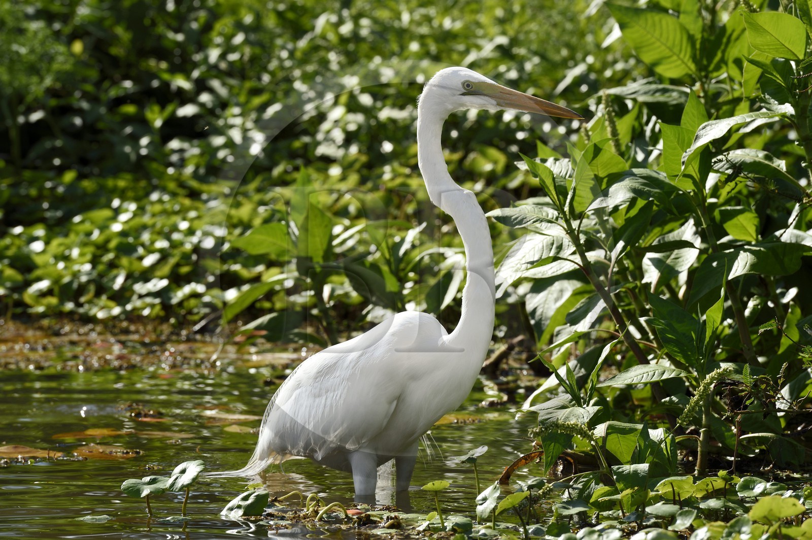 Nicaragua, Ile d'Ometepe réserve mondiale de Biosphère sur le lac Nicaragua, marais le long du Rio Istian, Grande Aigrette (Ardea alba)