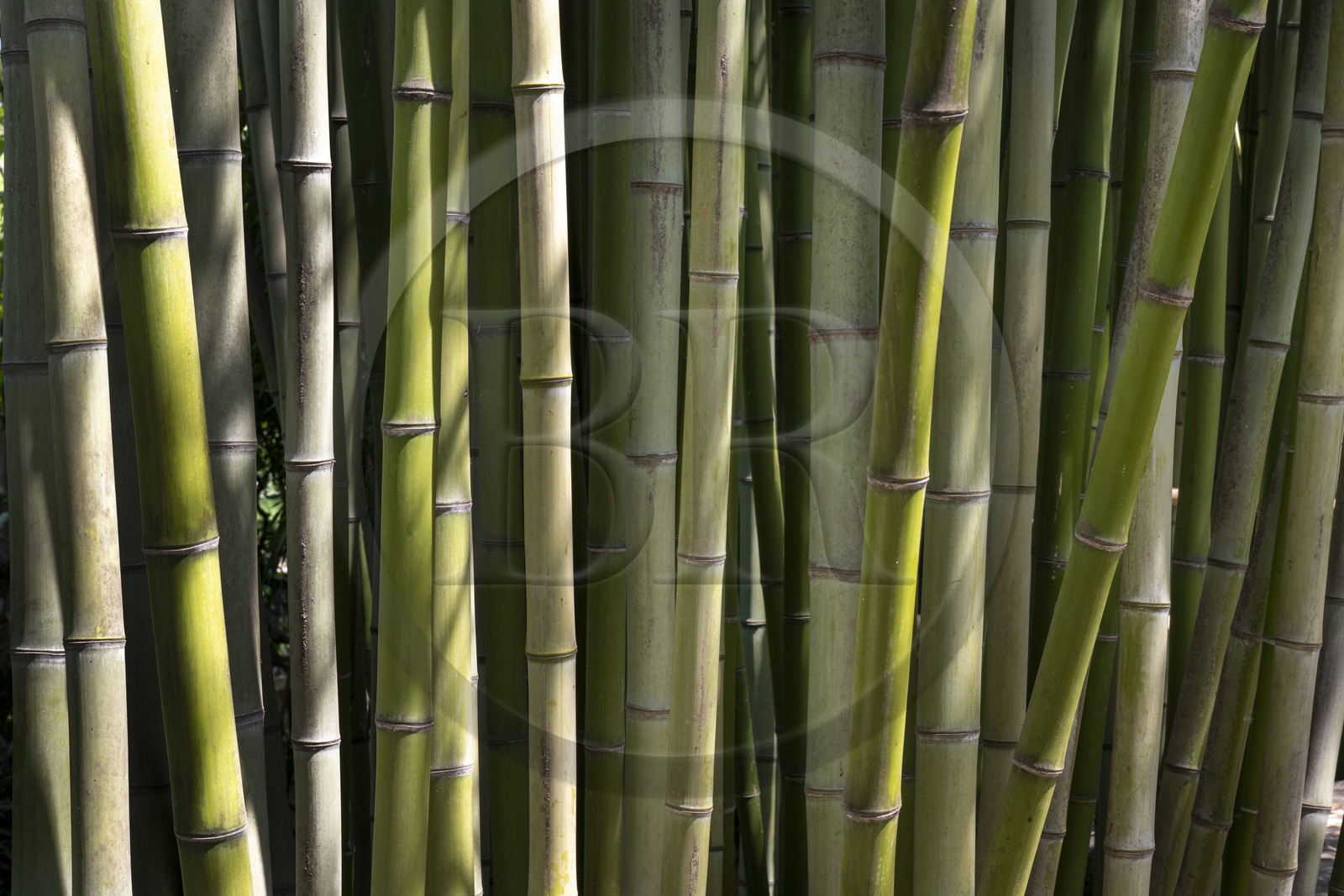 France, Alpes-Maritimes (06), Menton, Jardin botanique exotique du Val Rahmeh, bambou France, Alpes-Maritimes (06), Menton, Jardin botanique exotique du Val Rahmeh, bambou