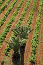 Maroc, région de Meknès, Boufakrane, Les Celliers de Meknès exploitent près de 2000 hectares de vigne