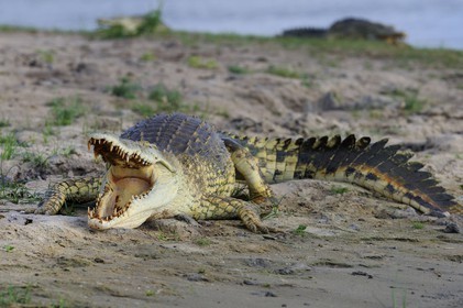 Tanzania, Selous Game Reserve is one of the largest fauna reserves of the world and designated a UNESCO World Heritage Site in 1982, Nile crocodile (Crocodylus niloticus) on the lake Nzerakera from the Rufiji river