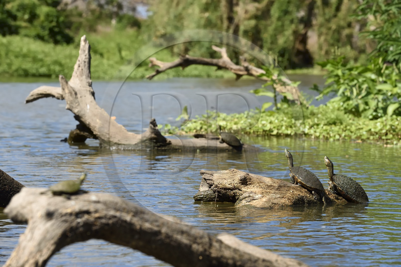 Nicaragua, Ile d'Ometepe réserve mondiale de Biosphère sur le lac Nicaragua, marais le long du Rio Istian, tortues aquatiques, tortues de Floride (Trachemys scripta elegans) Nicaragua, Ile d'Ometepe réserve mondiale de Biosphère sur le lac Nicaragua, marais le long du Rio Istian, tortues aquatiques, tortues de Floride (Trachemys scripta elegans)