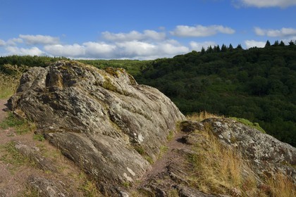 France, Morbihan, forest of Broceliande, Trehorenteuc, heath in the Val sans retour (Valley of No Return)