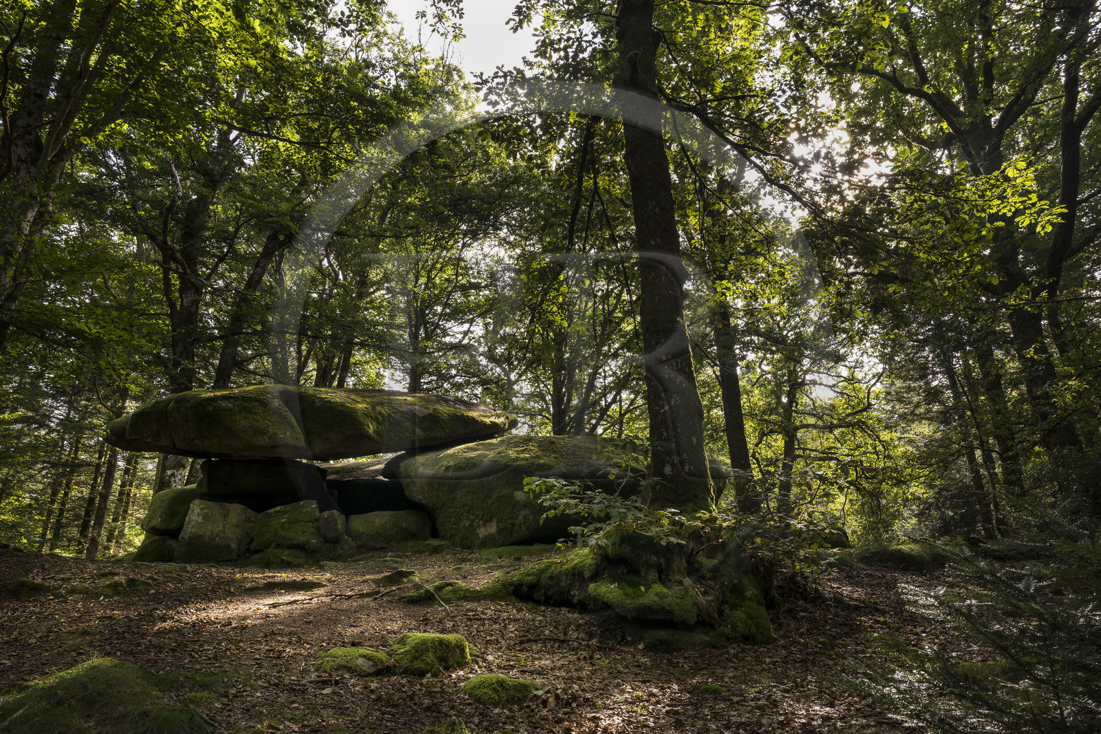 France, Nièvre (58), Parc naturel régional du Morvan, Dun-les-Places, lieu dit Dolmen de Chevresse, chaos granitique formé par l’érosion, dans la forêt de Breuil-Chenue