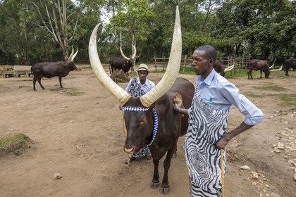 Rwanda, Province du Sud, Nyanza, musée du Palais royal Rukari, vaches royales à longues cornes appellée Inyambo ou watusi