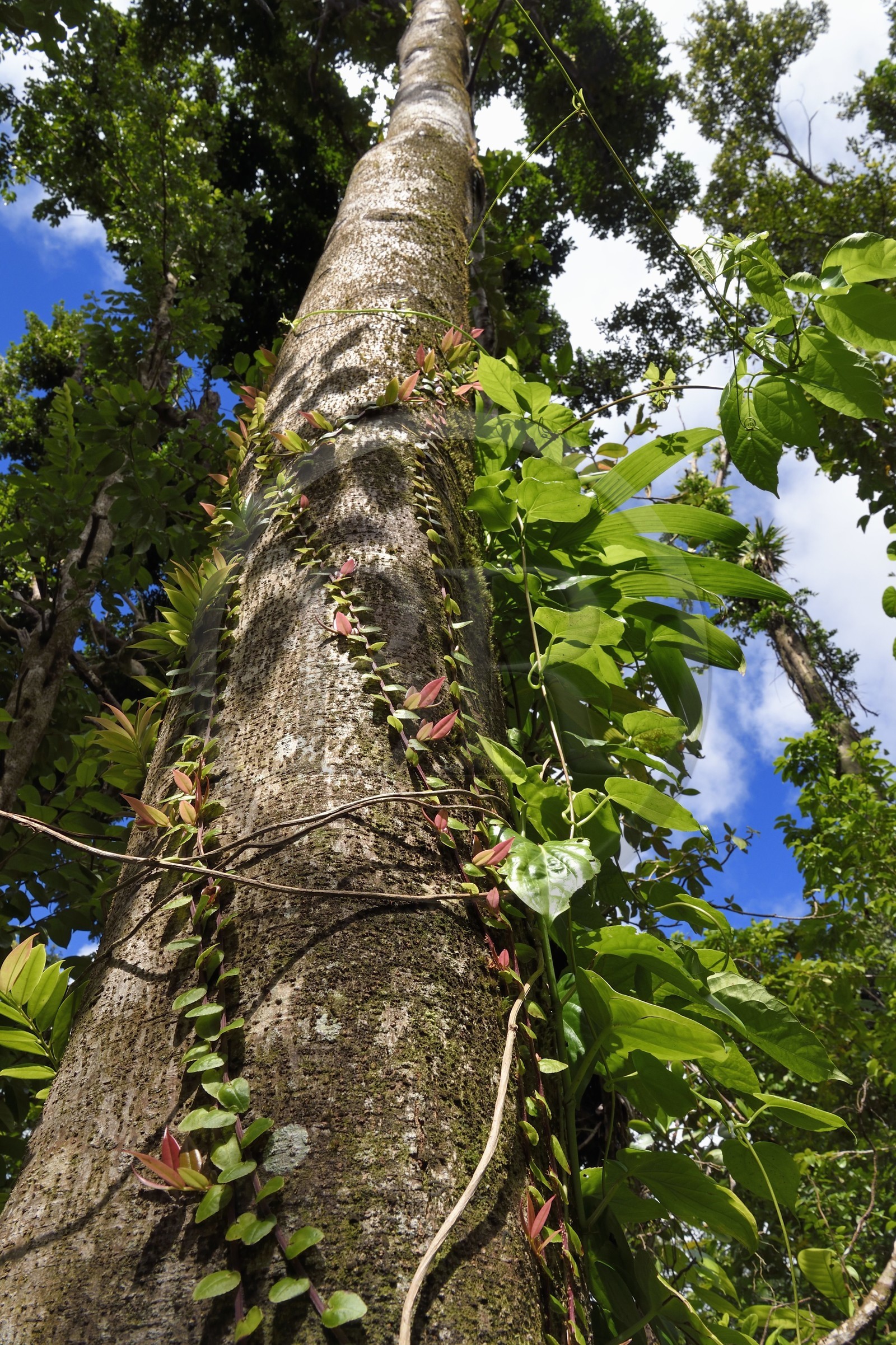 Caraïbes, Ile de la Dominique, Parc national du Morne Trois Pitons classé Patrimoine Mondial de l'UNESCO, Middleham Falls, liane appellée marcgrave à ombelles ou bois couille (Marcgravia umbellata)